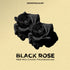Black Rose - R&B Midi Chord Progressions + Bonuses